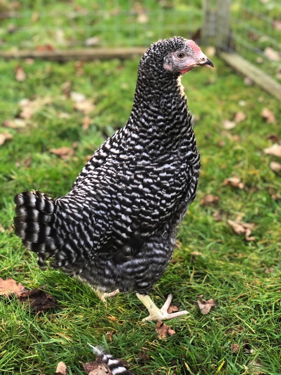Barred Rock