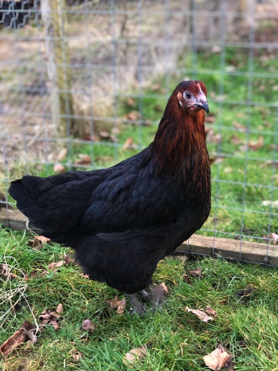 Pointoflay hybrid pullets & home bred Wyandottes for sale