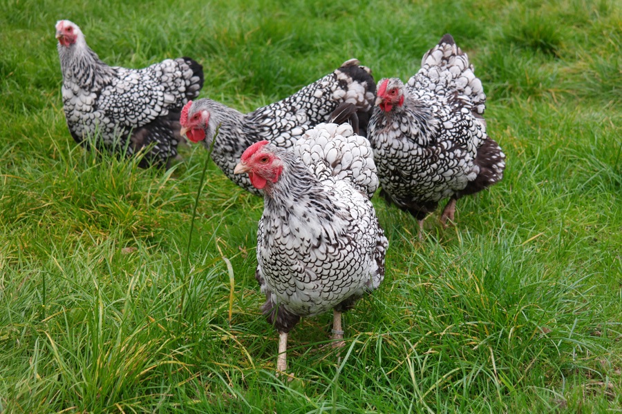 Pointoflay hybrid pullets & home bred Wyandottes for sale