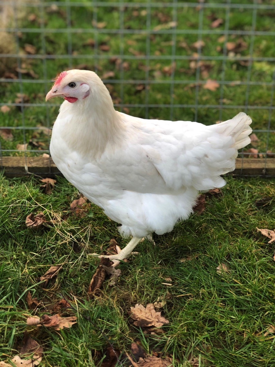 Pointoflay hybrid pullets & home bred Wyandottes for sale