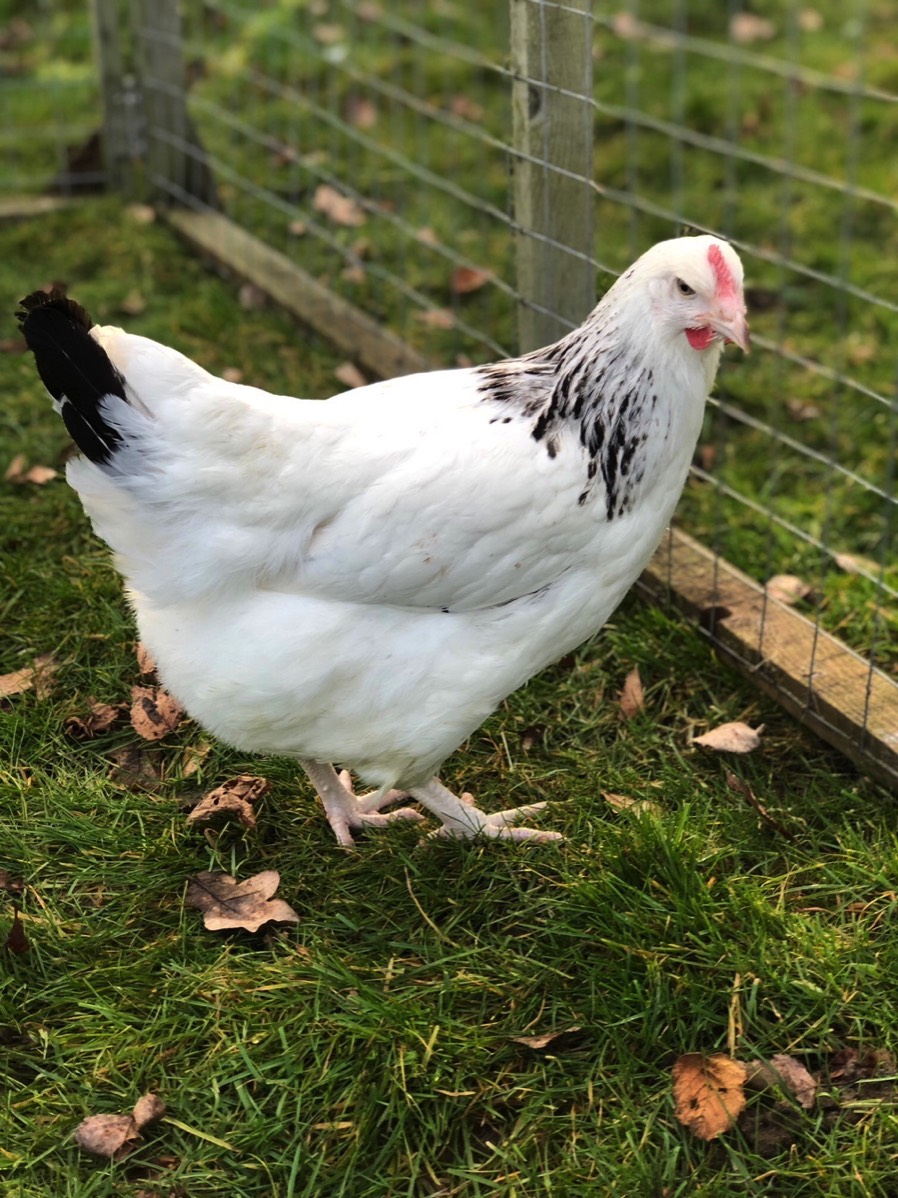 Pointoflay hybrid pullets & home bred Wyandottes for sale