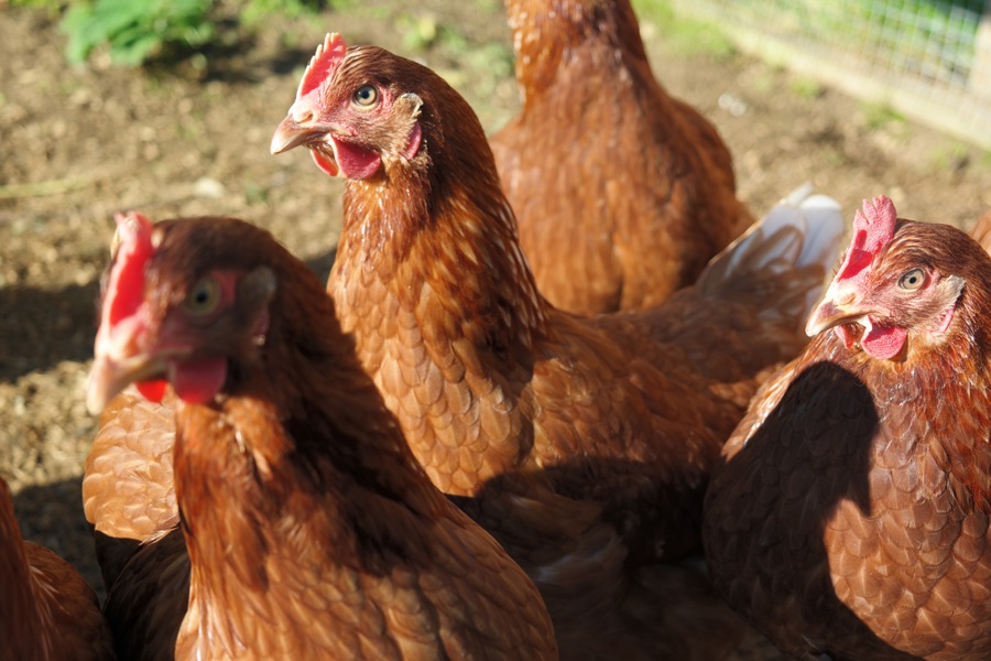 Pointoflay hybrid pullets & home bred Wyandottes for sale
