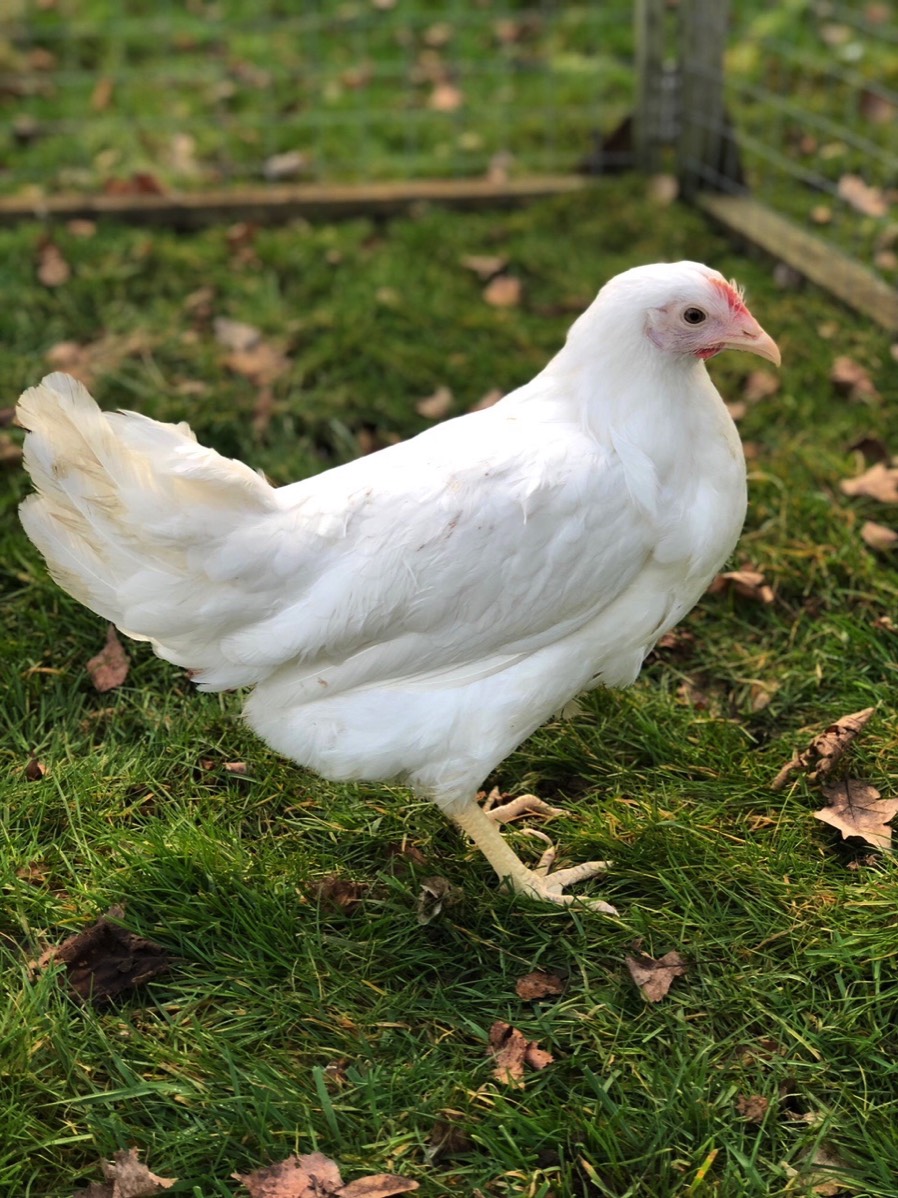 Pointoflay hybrid pullets & home bred Wyandottes for sale
