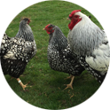 Silver Laced Wyandottes from Marlow poulty